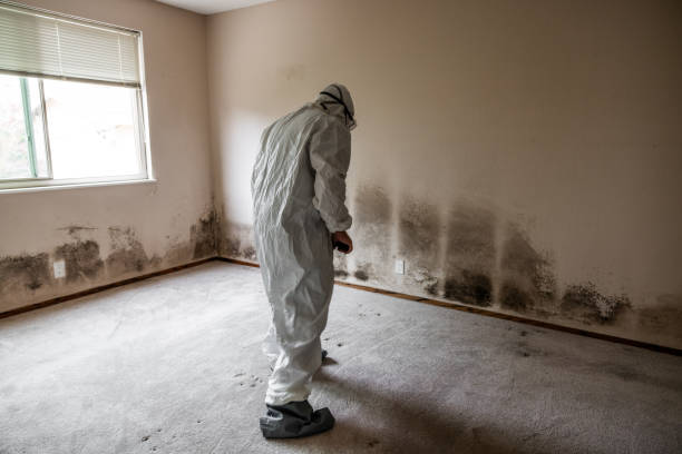 Certified Mold Removal in Beaver, OK